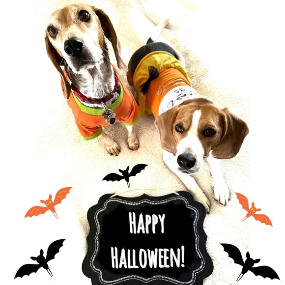 Fall and Halloween - Picture 2 of 2